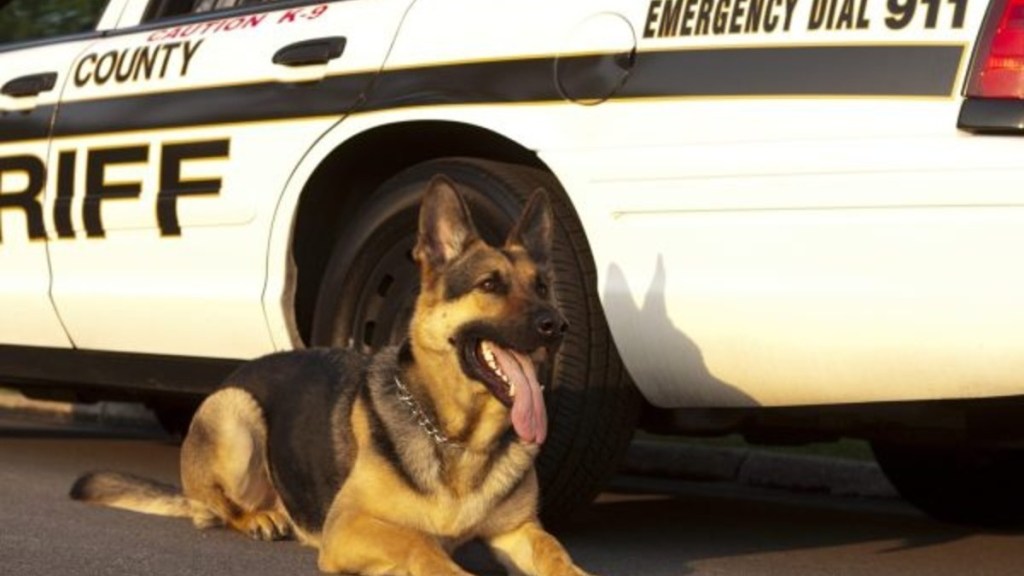 German Shepard canine unit lying in front of a sheriff’s car.