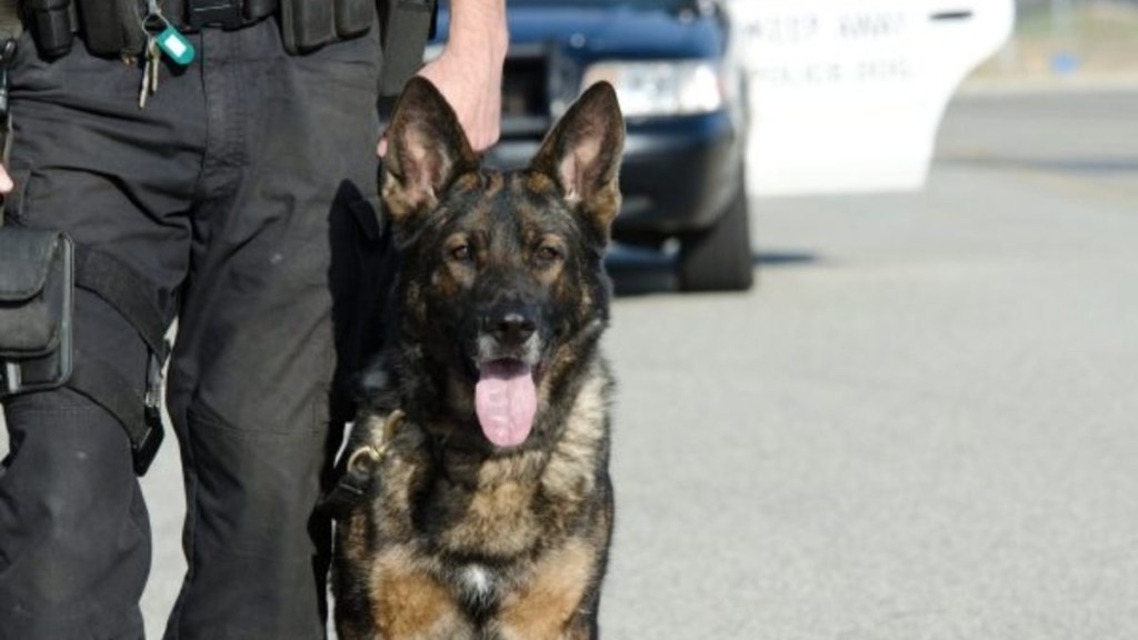 A police dog with tongue out standing close to their handler, like the retired police dog Addy who just died.