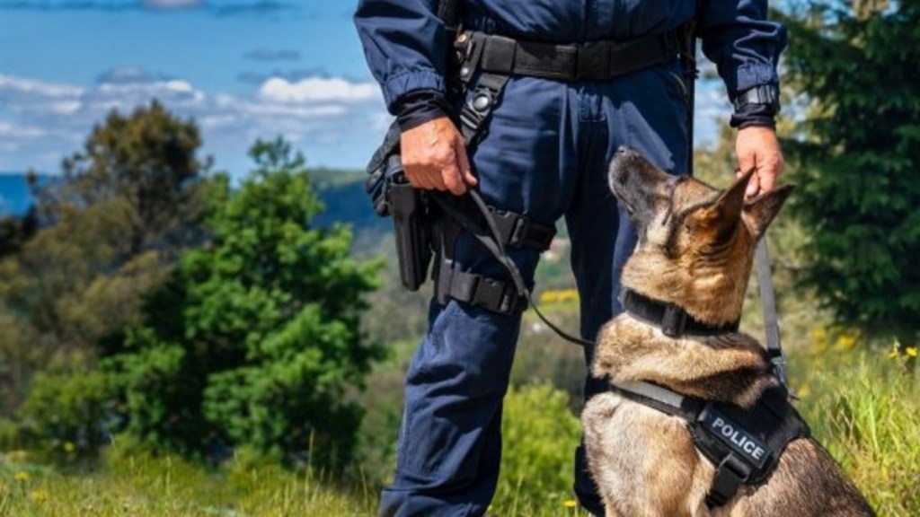 A German Shepherd police dog standing next to their handler, like the Illinois police dog named Dax