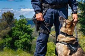 A German Shepherd police dog standing next to their handler, like the Illinois police dog named Dax