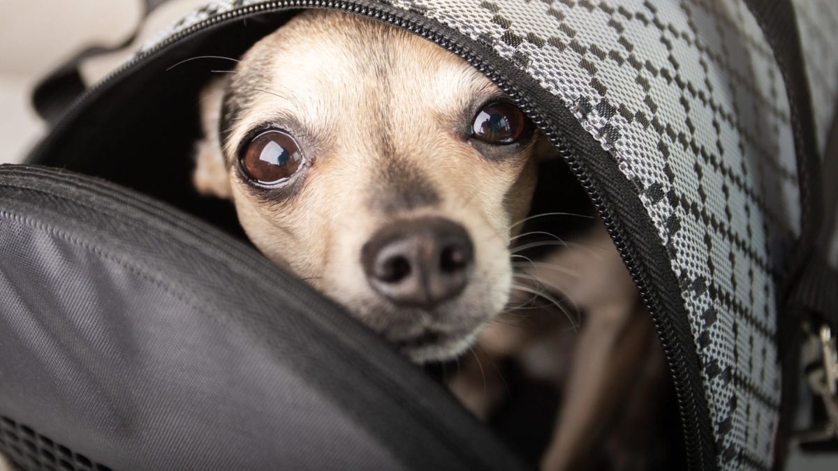 Puppy Found Inside Closed Drawstring Bag in Ohio