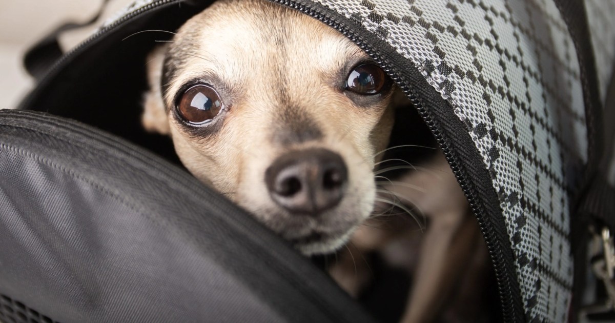 Puppy Found Inside Closed Drawstring Bag in Ohio