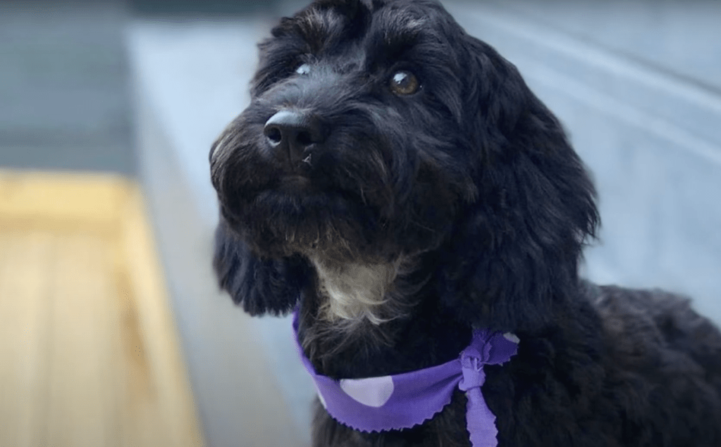 A black and white Doxiepoo wearing a purple polka-dotted bandana looking up at the camera