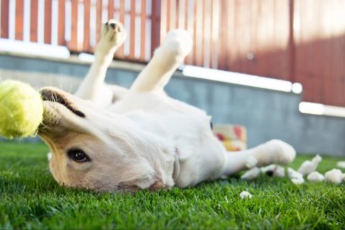 Horizontal image of a 5 months old labrador retriever dog playing in grass with a tennis ball.