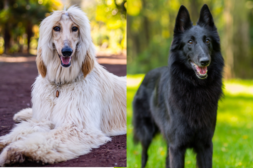 Dual image of a cream colored Afghan Hound and a black Belgian Sheepdog. Together, these parent breeds make the Afghan Sheepdog.