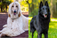 Dual image of a cream colored Afghan Hound and a black Belgian Sheepdog. Together, these parent breeds make the Afghan Sheepdog.