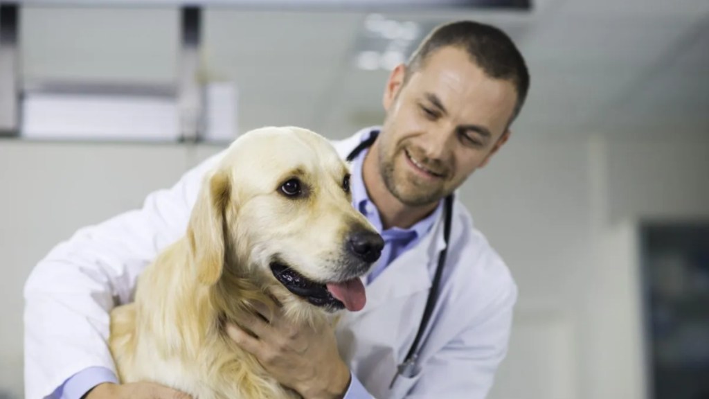 Male vet examining a dog in the animal clinic.