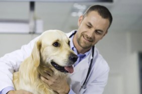 Male vet examining a dog in the animal clinic.
