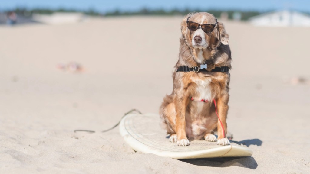 A beautiful sunglasses-wearing golden retriever dog rides in style on a surfboard setting on a sandy beach.