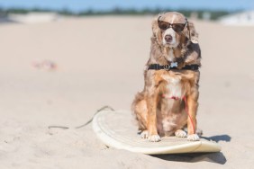 A beautiful sunglasses-wearing golden retriever dog rides in style on a surfboard setting on a sandy beach.