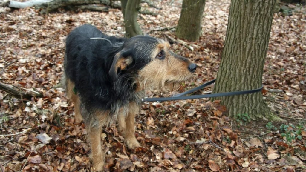 Abandoned dog fastened to a tree.