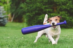 A dog holding a baseball bat in mouth, a shelter is organizing a baseball-themed adoption event.