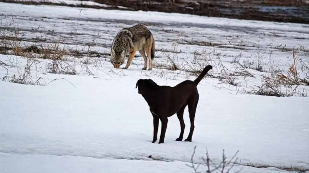 A domestic dog has it's first run in with a wild coyote.