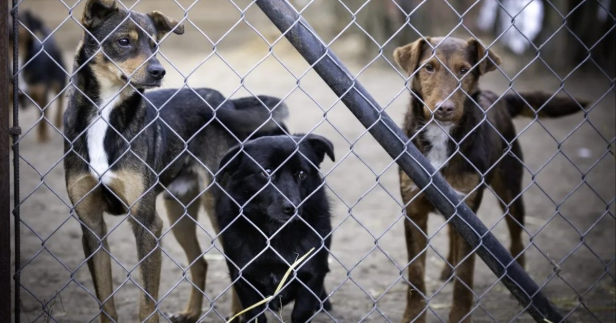 Ohio Dog Rescue Owner Sentenced For Animal Cruelty