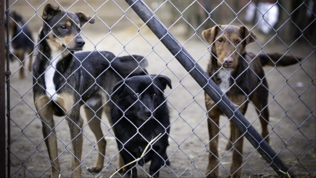 Three dogs behind the bars of the shelter.