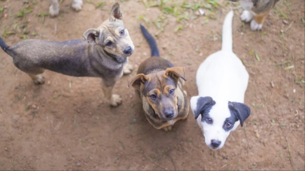 A group of rescued dogs staring at the camera.