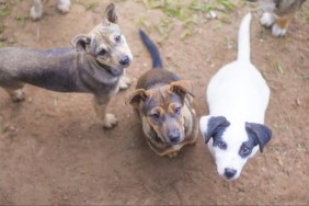 A group of rescued dogs staring at the camera.