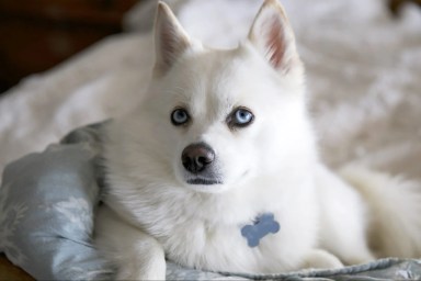 Pomsky puppies look like fluffy miniature wolves. This is a dog that looks quite similar to a Husky, but is much smaller in size.