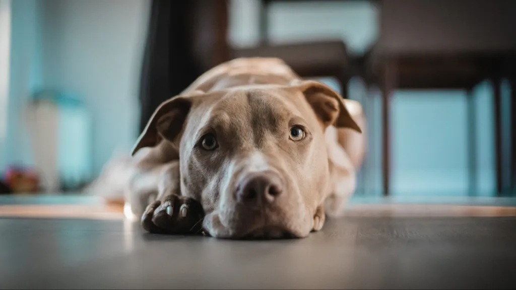 A closeup of the American Pit Bull Terrier lying on the floor.