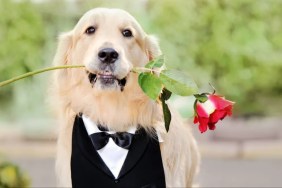 Close-up portrait of Golden Retriever dog with rose in mouth.