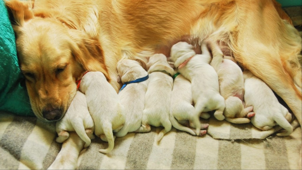 Mother golden retriever dog nursing 8 puppies