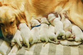 Mother golden retriever dog nursing 8 puppies