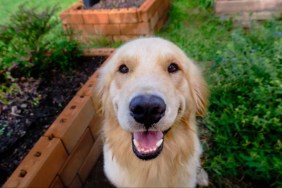 A Golden Retriever looking at the camera, similar to the guide dog who has sired 300 puppies.