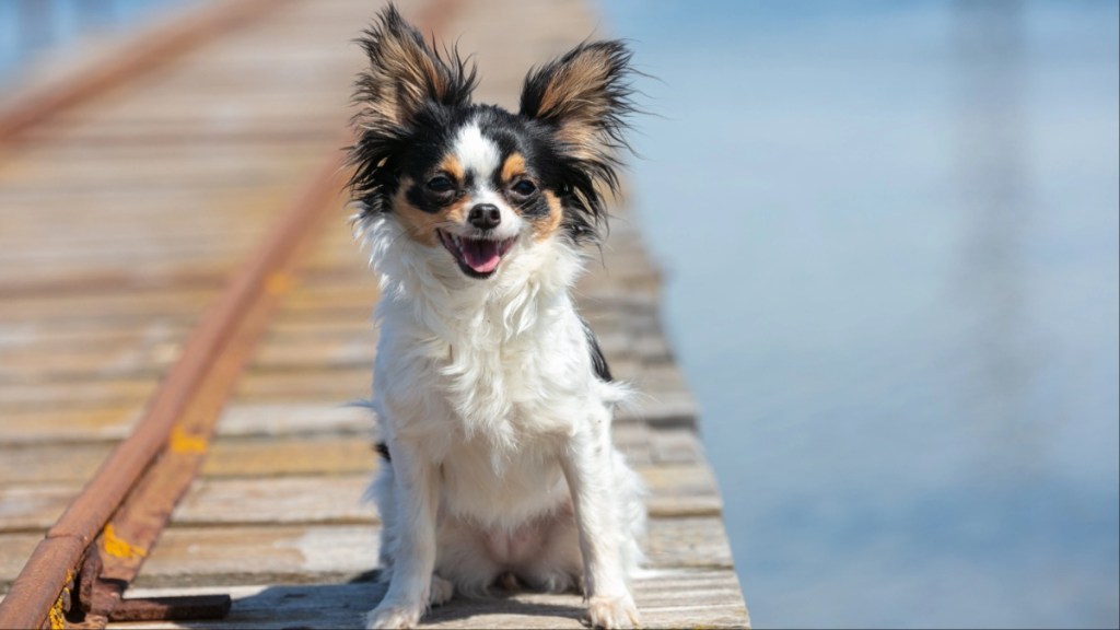 chihuahua on a fisherman's pontoon in the wilderness