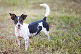 A rat terrier puppy is outside standing on grassy ground while looking at the camera with his tail up.