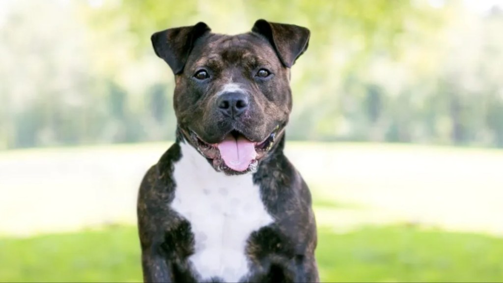 A Staffordshire Bull Terrier mixed breed dog.