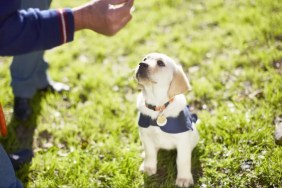 A puppy at dog training, a Colorado training facility is training rescue dogs to become service dogs.