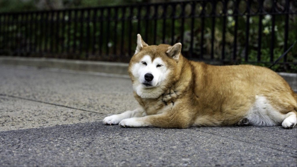 An old Shiba Inu takes a rest on the corner of Fifth Avenue on a warm spring morning on the upper east side of Manhattan.