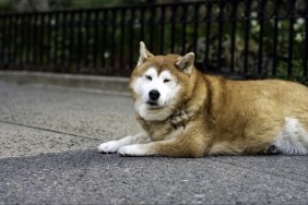 An old Shiba Inu takes a rest on the corner of Fifth Avenue on a warm spring morning on the upper east side of Manhattan.