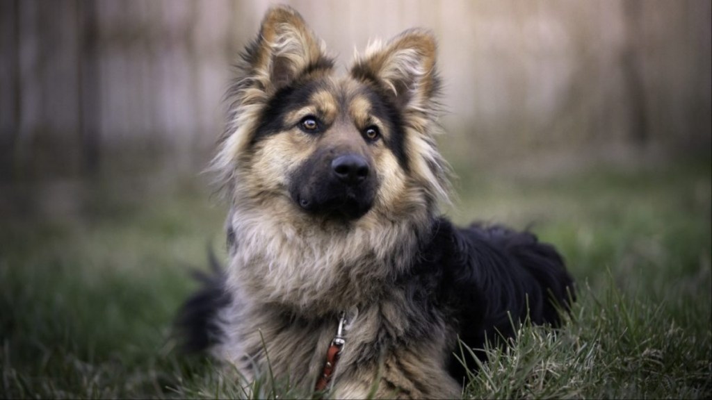 A young German long-haired shepherd lies on the grass. Outdoor photo photo