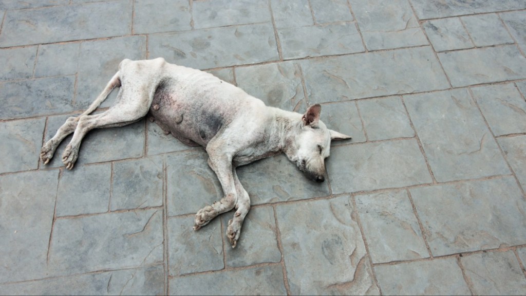A skinny dog laying down on the ground.