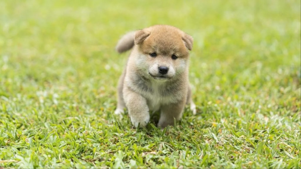Puppy Shiba inu running in the grass. Japanese dog of japanese breed inu running fast in a green field. Beautiful Red baby Shiba Inu Dog Outdoor.