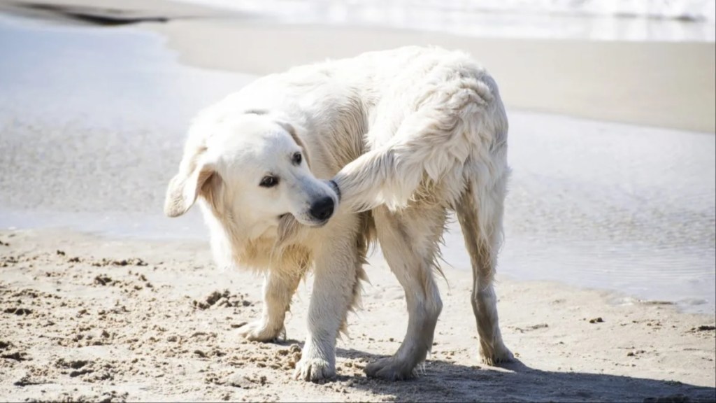 A dog biting tail, chasing tails is fairly common in dogs.