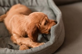 A dog in bed; why do dogs dig in bed?