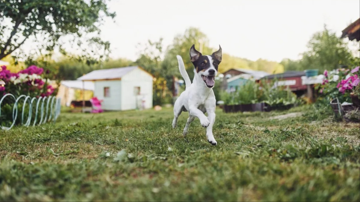 Why Do Dogs Get Zoomies and Run Around In Circles?