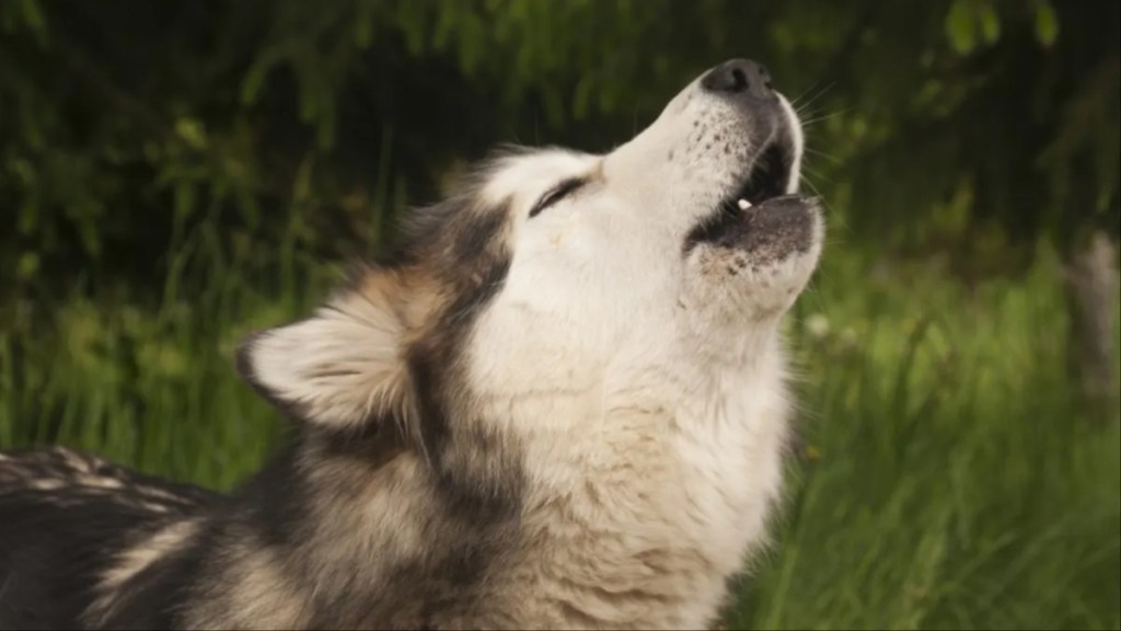 Husky dog howling; why some dogs howl at sirens?