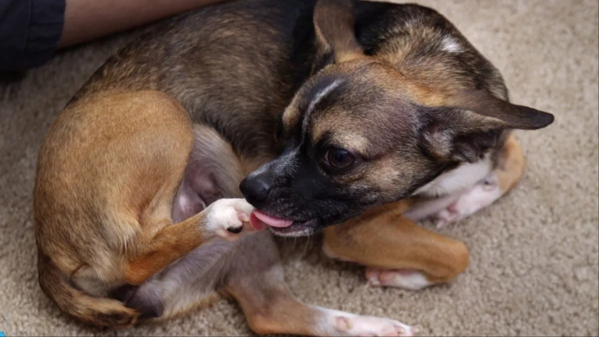 Why Do Dogs Lick Their Paws and Private Parts?