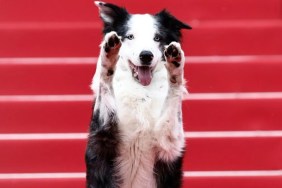 Messi, the dog star of the film 'Anatomie d'une Chute' (Anatomy of a Fall) poses as he arrives for the Opening Ceremony and the screening of the film "Le Deuxieme Acte" at the 77th edition of the Cannes Film Festival in Cannes, southern France, on May 14, 2024.