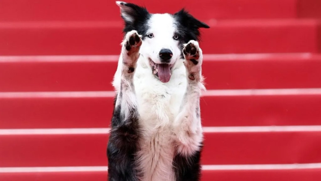 Messi, the dog star of the film 'Anatomie d'une Chute' (Anatomy of a Fall) poses as he arrives for the Opening Ceremony and the screening of the film "Le Deuxieme Acte" at the 77th edition of the Cannes Film Festival in Cannes, southern France, on May 14, 2024.