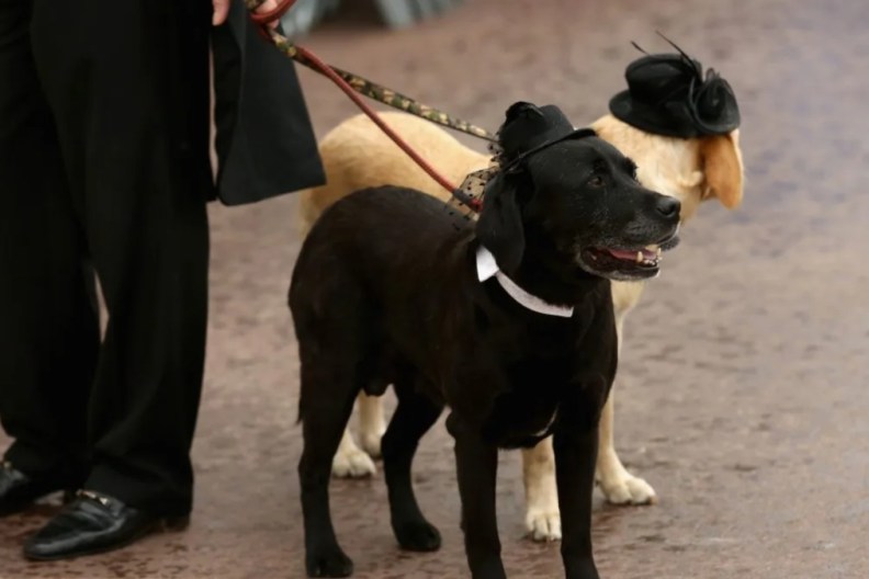 A general view of dogs on set of "Palm Dog" during the 67th Annual Cannes Film Festival on May 22, 2014 in Cannes, France.