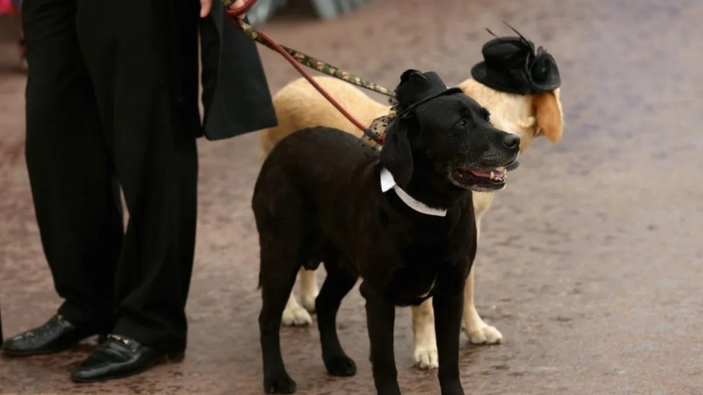 A general view of dogs on set of "Palm Dog" during the 67th Annual Cannes Film Festival on May 22, 2014 in Cannes, France.