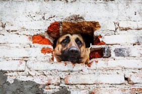 A dog peering out from a hole in the wall on the side of a house.
