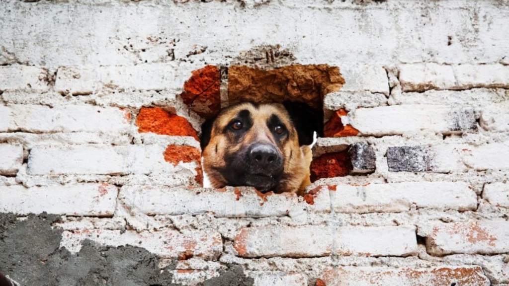 A dog peering out from a hole in the wall on the side of a house.