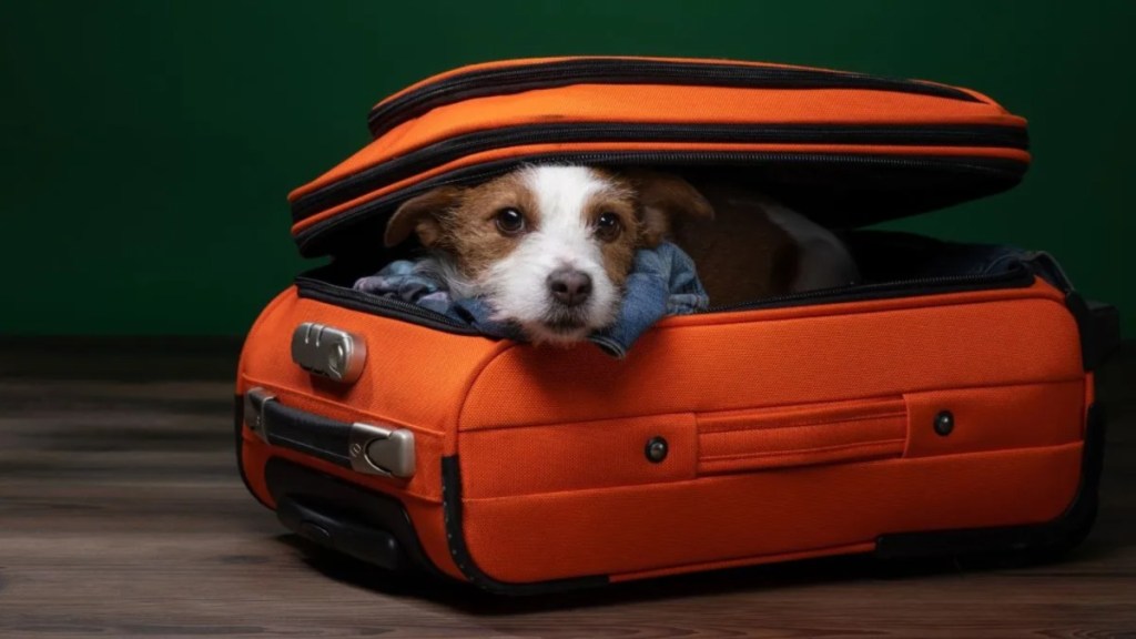 Dog & Puppies Abandoned in Suitcase in North Carolina