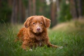 A Nova Scotia Duck Tolling Retriever lying on grass in front of a wooded area.
