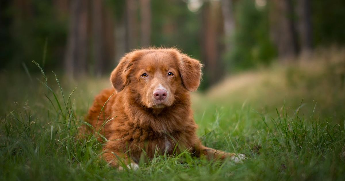 New Jersey Dog Dead, Spent Years Walking Around World